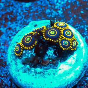 TC Zoanthus Blue Hornets
