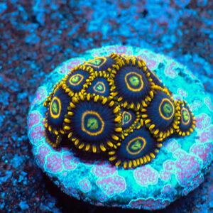 TC Zoanthus Blue Hornets