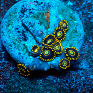 TC Zoanthus Blue Hornets