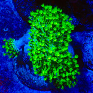 TC Sarcophyton Toxic Green