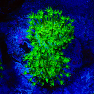 TC Sarcophyton Toxic Green
