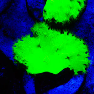 TC Sinularia Dura Toxic Green