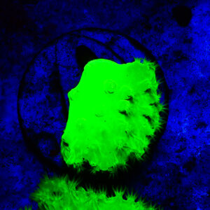 TC Sinularia Dura Toxic green