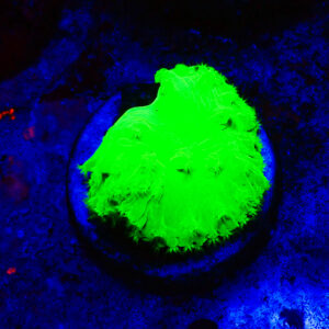 TC Sinularia Dura Toxic green