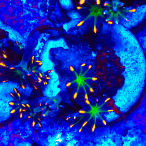 TC Clavularia Tricolor