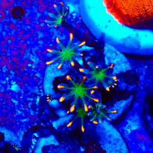 TC Clavularia Tricolor