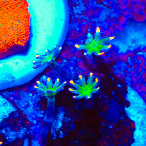 TC Clavularia Tricolor