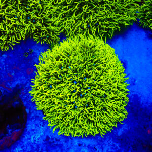 TC Briareum Toxic Green Colonia