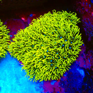 TC Briareum Toxic Green Colonia