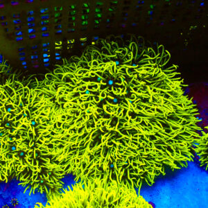 TC Briareum Toxic Green Colonia