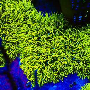 TC Briareum Toxic Green Colonia