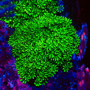 TC Sympodium Greens & Blues Colonia