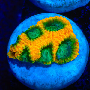 TC Favia of the Gods