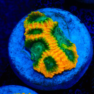 TC Favia of the Gods