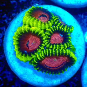 TC Favia Space Monkey