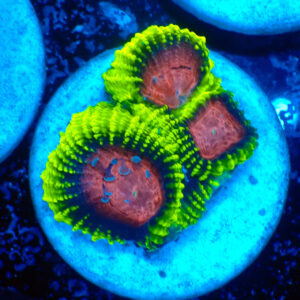 TC Favia Space Monkey