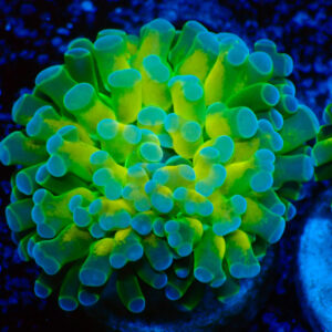 TC Euphyllia baliensis Holy Grail