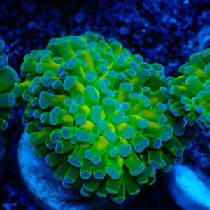 TC Euphyllia baliensis Holy Grail