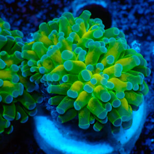 TC Euphyllia baliensis Holy Grail