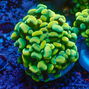 TC Euphyllia parancora Gold Nugget 2 cabezas