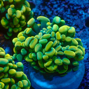 TC Euphyllia parancora Gold Nugget 2 cabezas