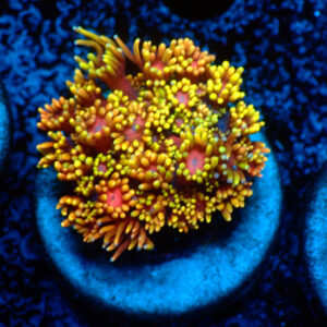 TC Goniopora Golden Tips