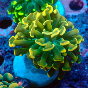 TC Euphyllia parancora The Gold Hammer