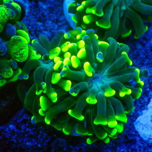 TC Euphyllia parancora Bicolor 2 cabezas