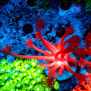 TC Goniopora Devil´s Fingers