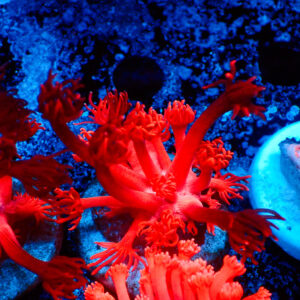 TC Goniopora Devil´s Fingers