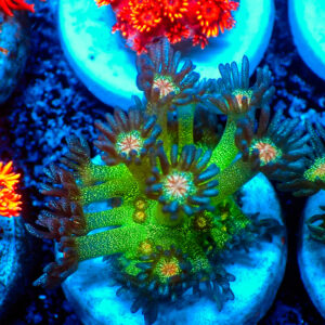 TC Goniopora Red Face Glitter