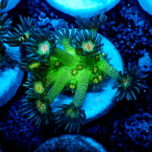 TC Goniopora Red Face Glitter