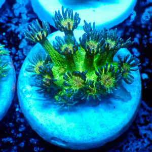 TC Goniopora Glitter Bomb