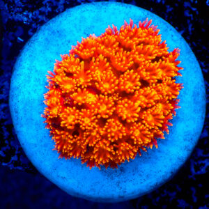 TC Goniopora Stutchburyi Sunrise (Bernardpora)