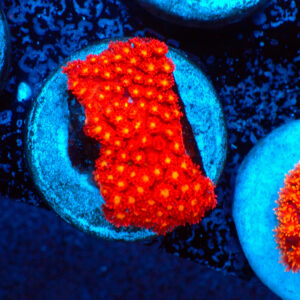 TC Goniopora Stutchburyi Iron Man (Bernardpora)