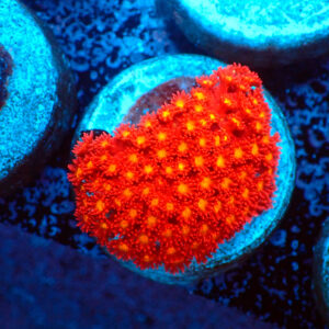 TC Goniopora Stutchburyi Iron Man (Bernardpora)