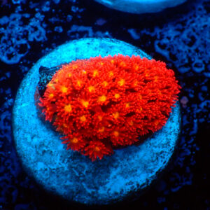 TC Goniopora Stutchburyi Iron Man (Bernardpora)