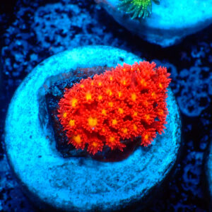 TC Goniopora Stutchburyi Iron Man (Bernardpora)