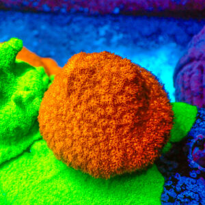 TC Psammacora Toxic Orange Colonia