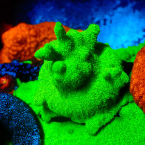 TC Psammacora Green Forest colonia