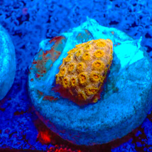 TC Cyphastrea Golden Eye