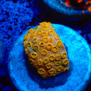 TC Cyphastrea Golden Eye
