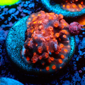 TC Cyphastrea decaida Red Brick