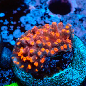 TC Cyphastrea decaida Red Brick