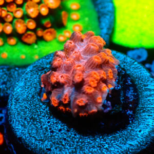 TC Cyphastrea decaida Red Brick