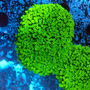 TC Alveopora minuta mini colonia