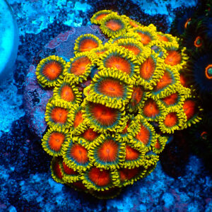 TC Zoanthus Spitfire colonia