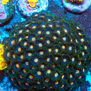 TC Zoanthus U.F.O. colonia XXL