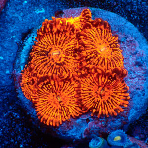 TC Zoanthus Dath Maul