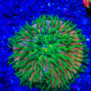 TC Fungia Rainbow